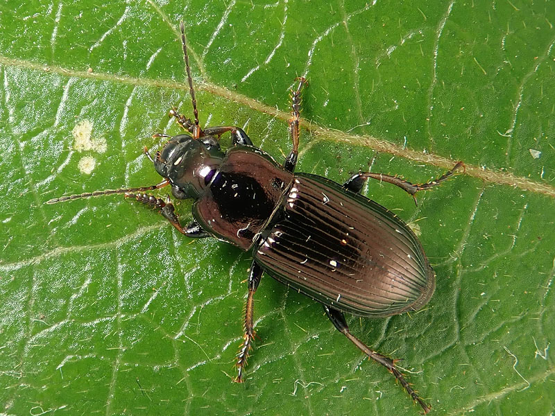 Carabidae : Harpalus?  S. Harpalus distinguendus